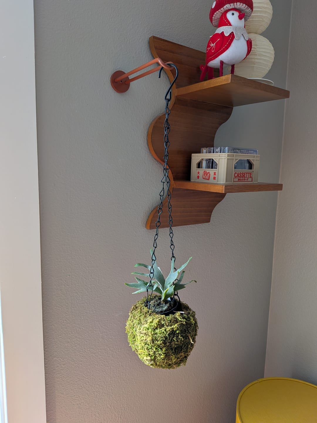 Customer photo review of Plant Hanger