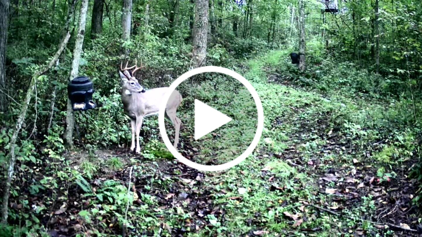 Customer video review of GardePro Link 1.0 3000ft(1km) Long-Range WiFi Trail Camera