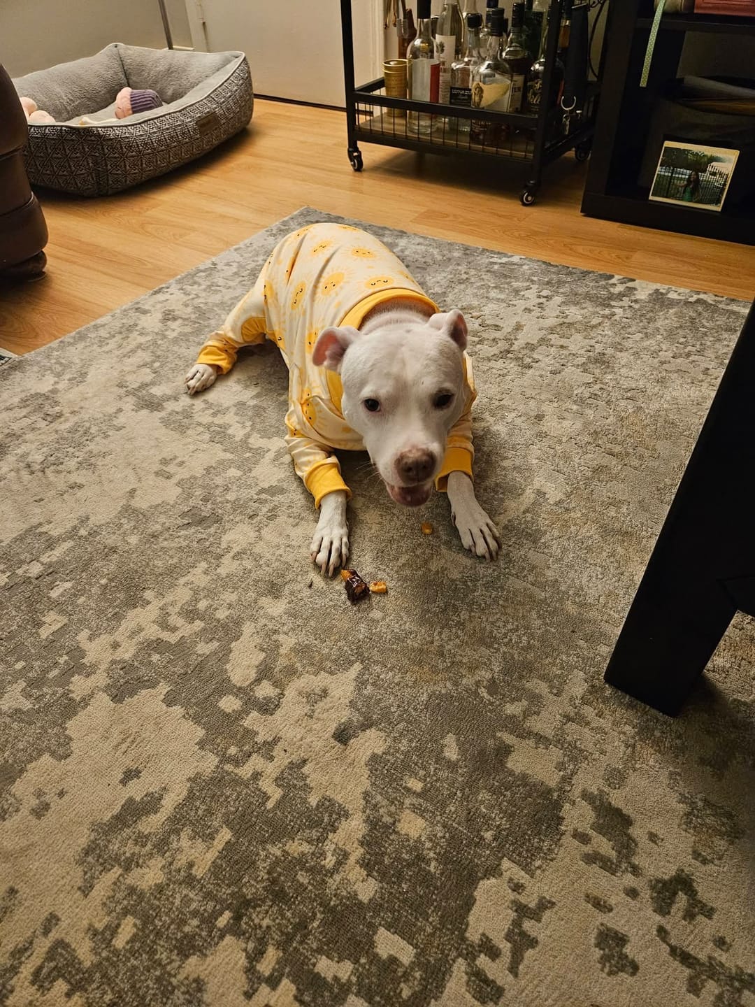 Customer photo review of Dog Pajama - Sunshine
