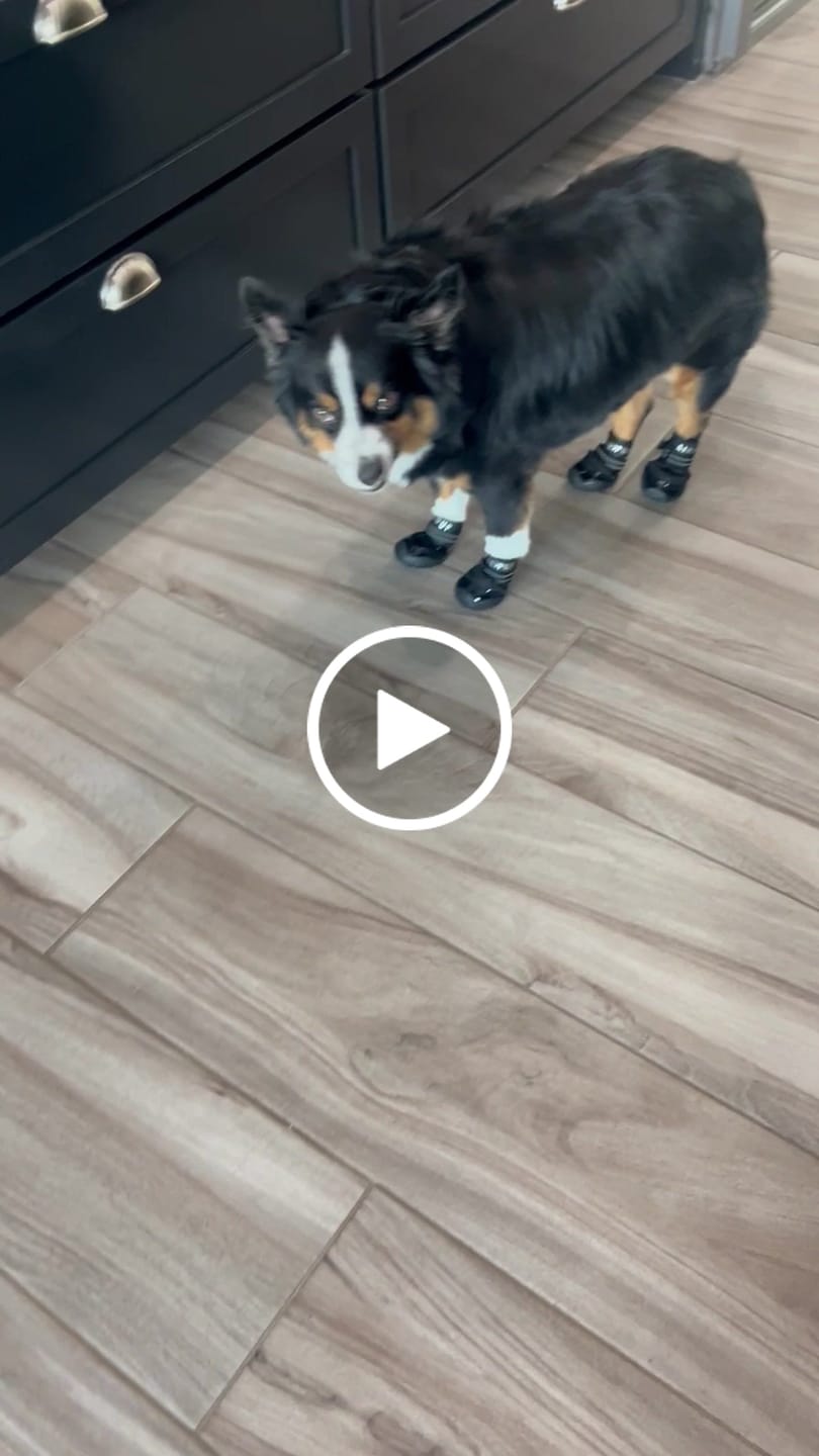 Customer video review of AIR PUP DOG SHOES - SET OF 4