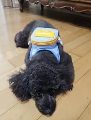Customer photo review of Arnés-Mochila para perros
