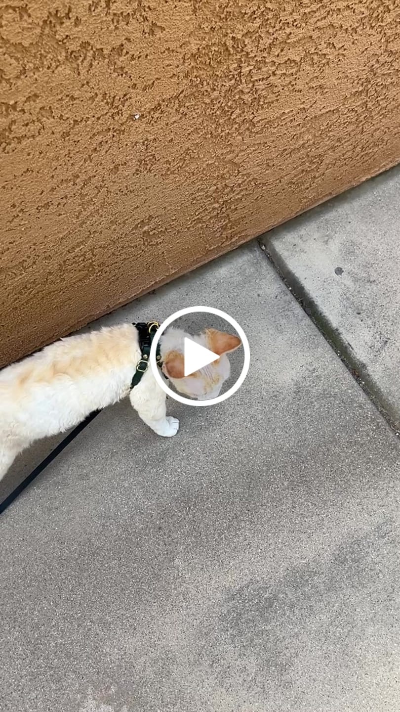 Customer video review of Retractable Cat Leash