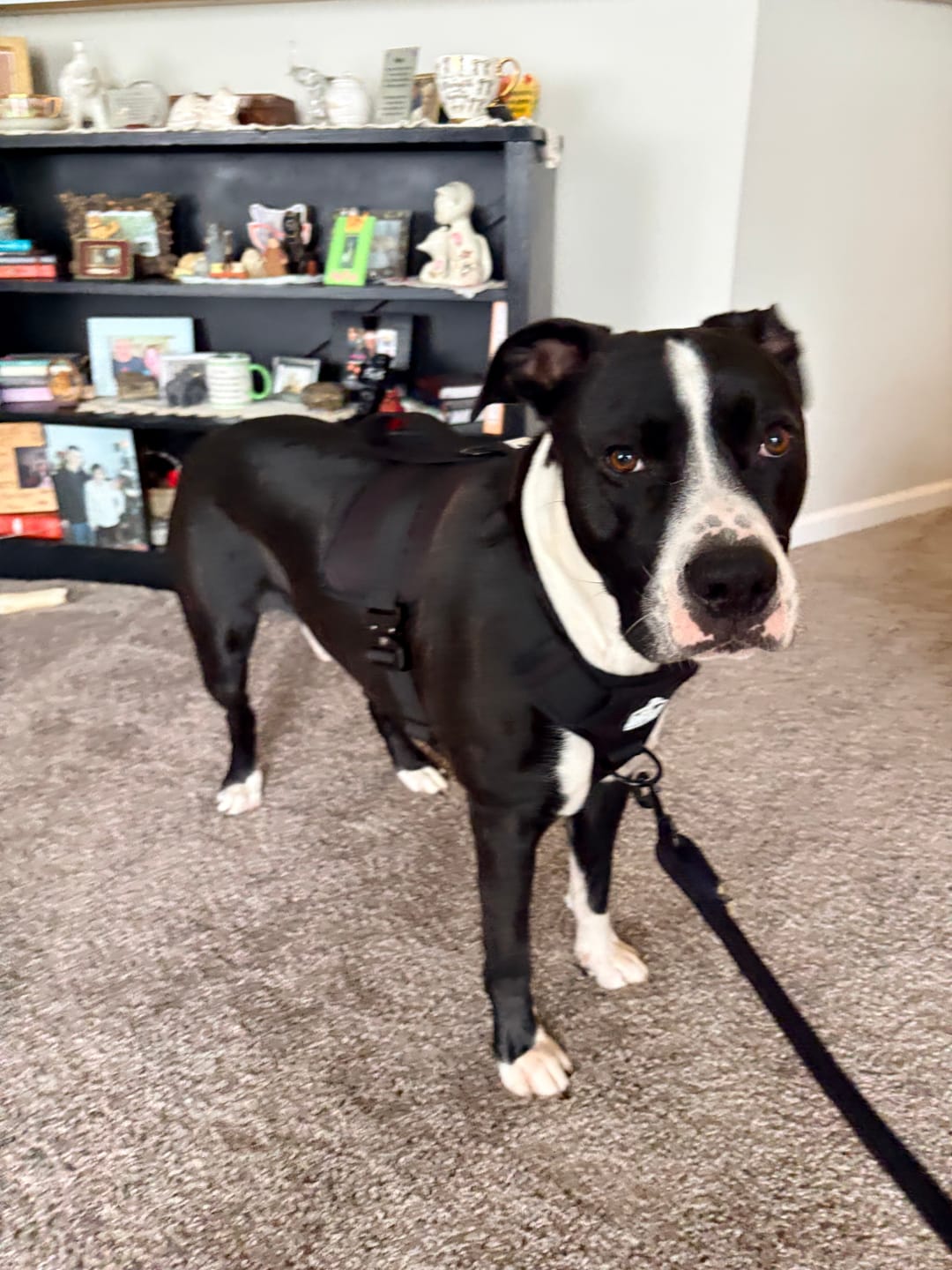 Customer photo review of No Pull Bully Proof Harness