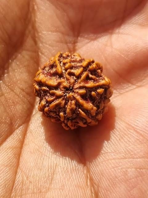 Customer photo review of Nepal Origin 7 Mukhi Rudraksha – 100% Natural & Certified