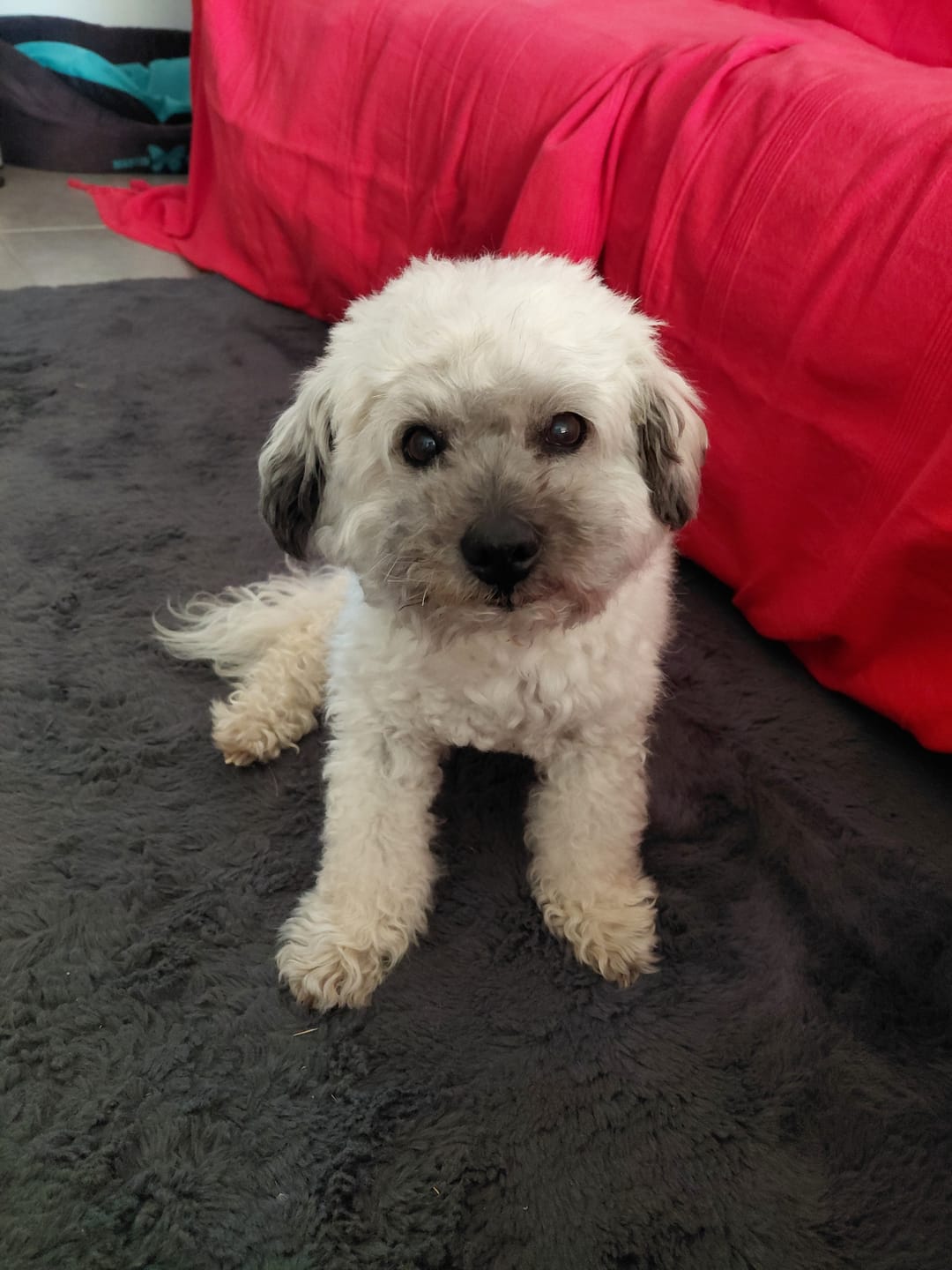 Customer photo review of Pâtées riches en volaille & aux petits pois (Chien âgé)