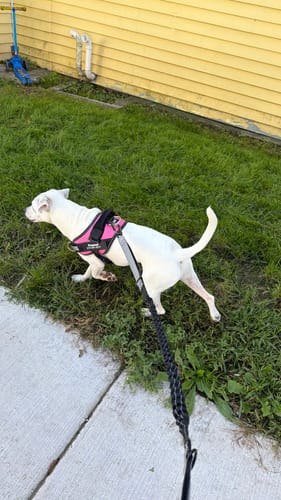 Customer's white dog wearing a pink Dogshood No Pull Harness, walking on green grass.