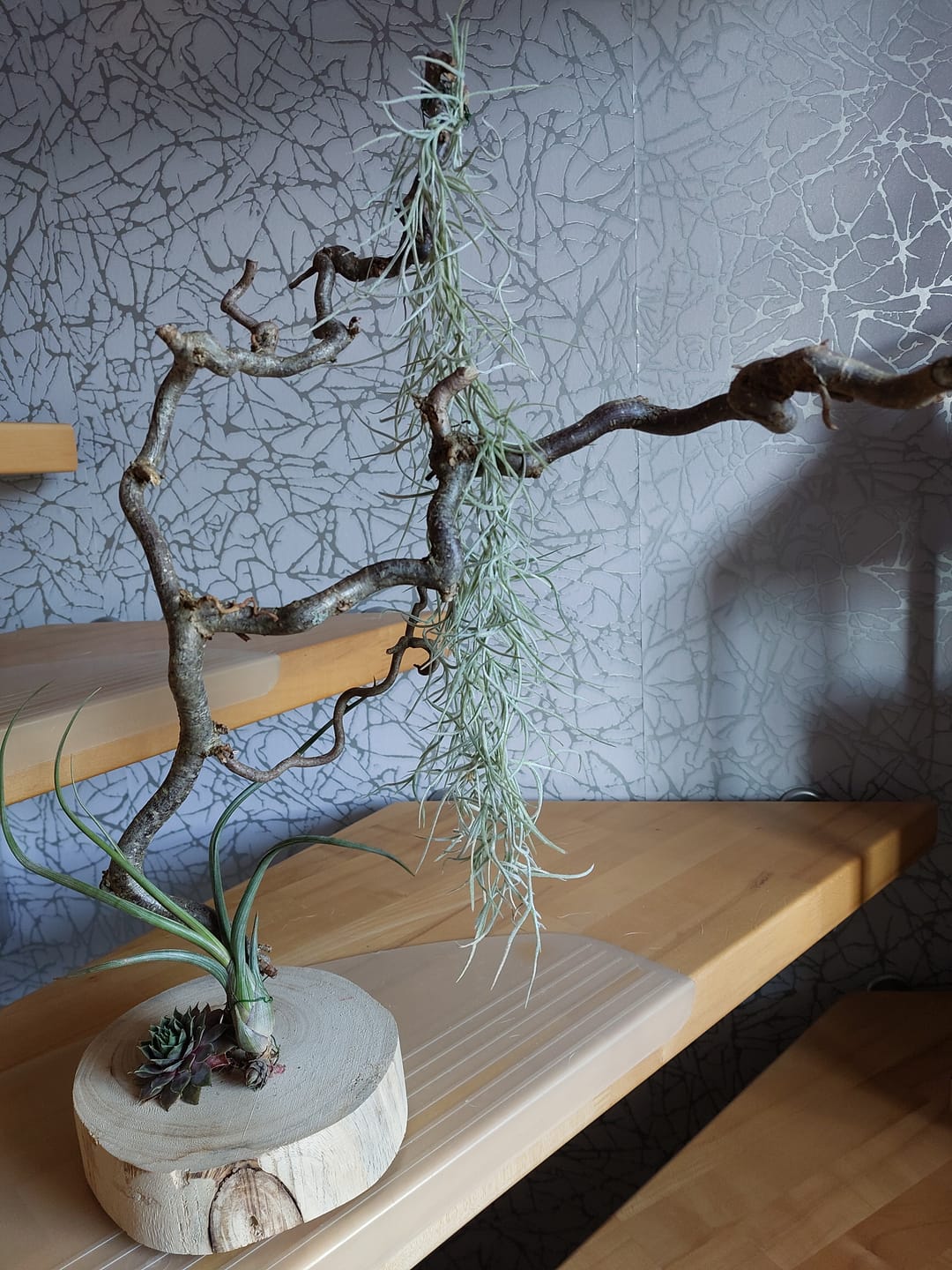 Customer photo review of Tillandsia usneoides - Lousianamoos