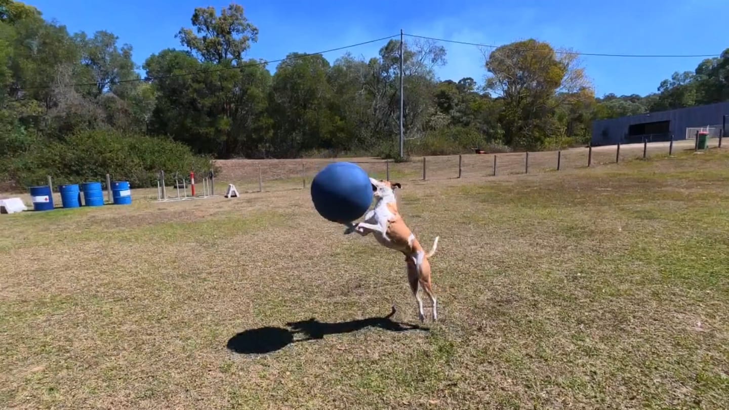 Customer photo review of Herding Ball