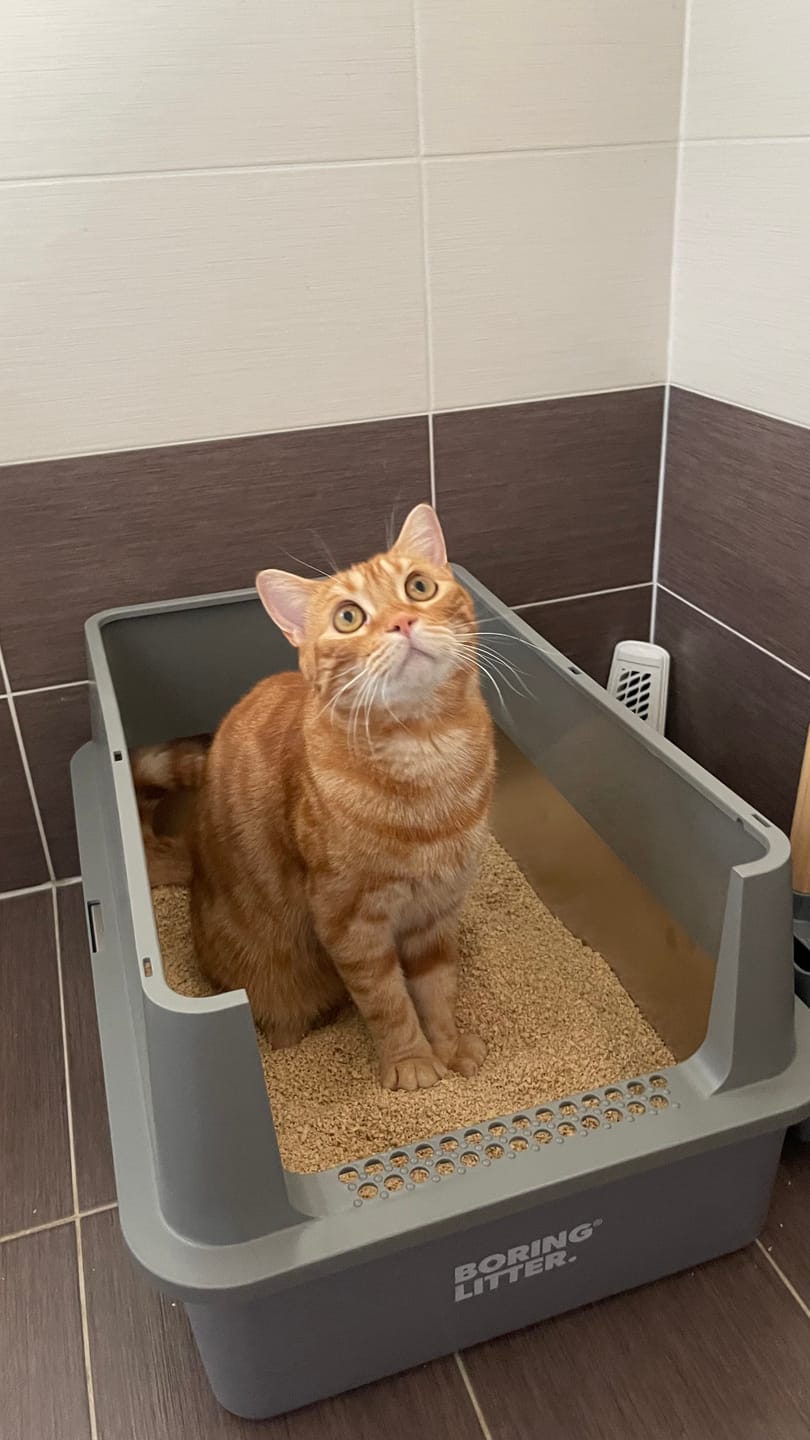 Customer photo review of Boring Litter - Lettiera in Acciaio INOX (Versione Aperta)