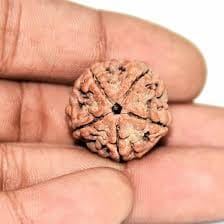 Customer photo review of Nepal Origin 5 Mukhi Rudraksha – 100% Natural & Certified