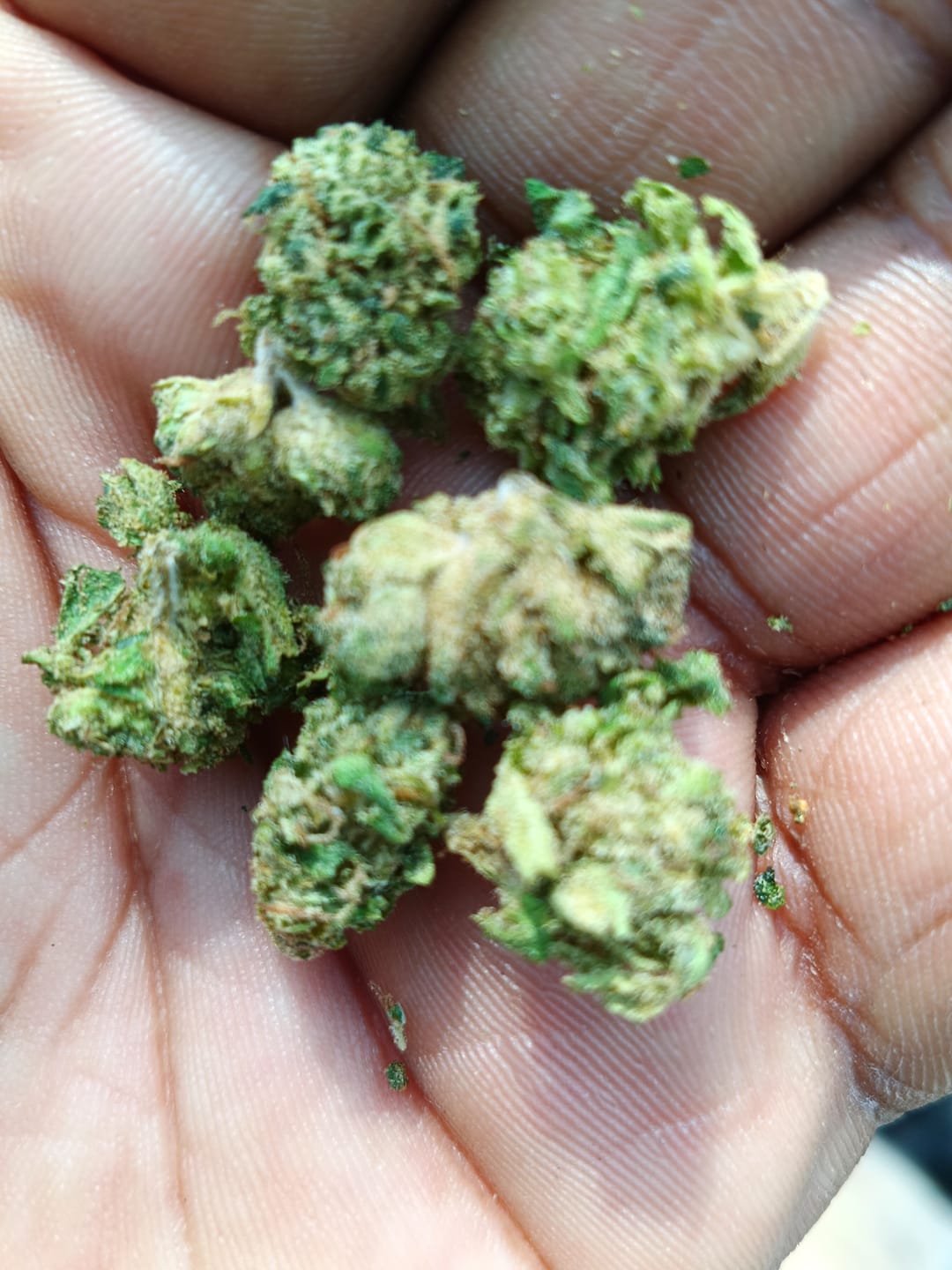 Customer photo review of Cheap THCA Flower Half Pound