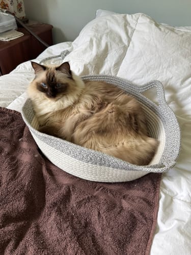Customer's fluffy cat resting comfortably inside the grey and white woven Instinct Basket on a bed.