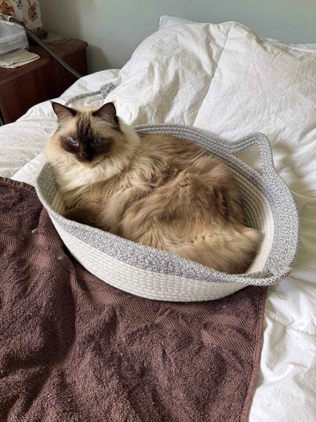 Customer photo review of Instinct Basket | Meet the first research-backed natural territory for indoor cats
