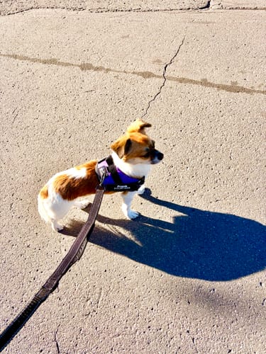 Customer's dog wearing a blue Bungee Leash harness while walking on pavement.