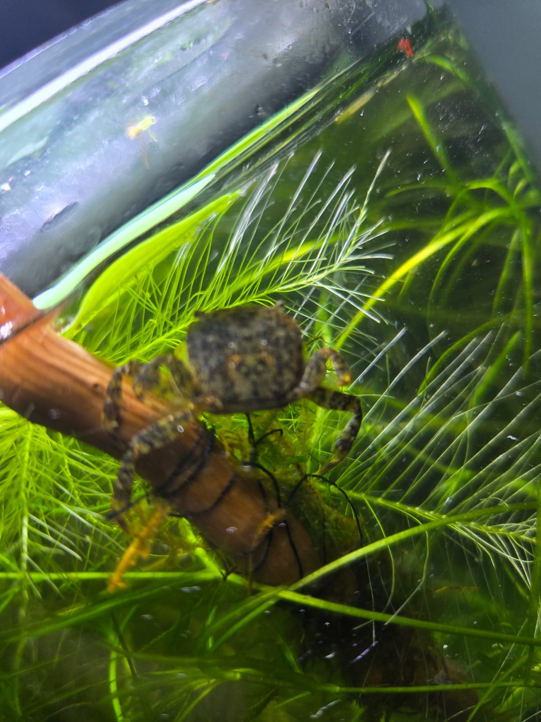 Customer photo review of Freshwater Pom Pom Crab (Ptychognathus barbatus)