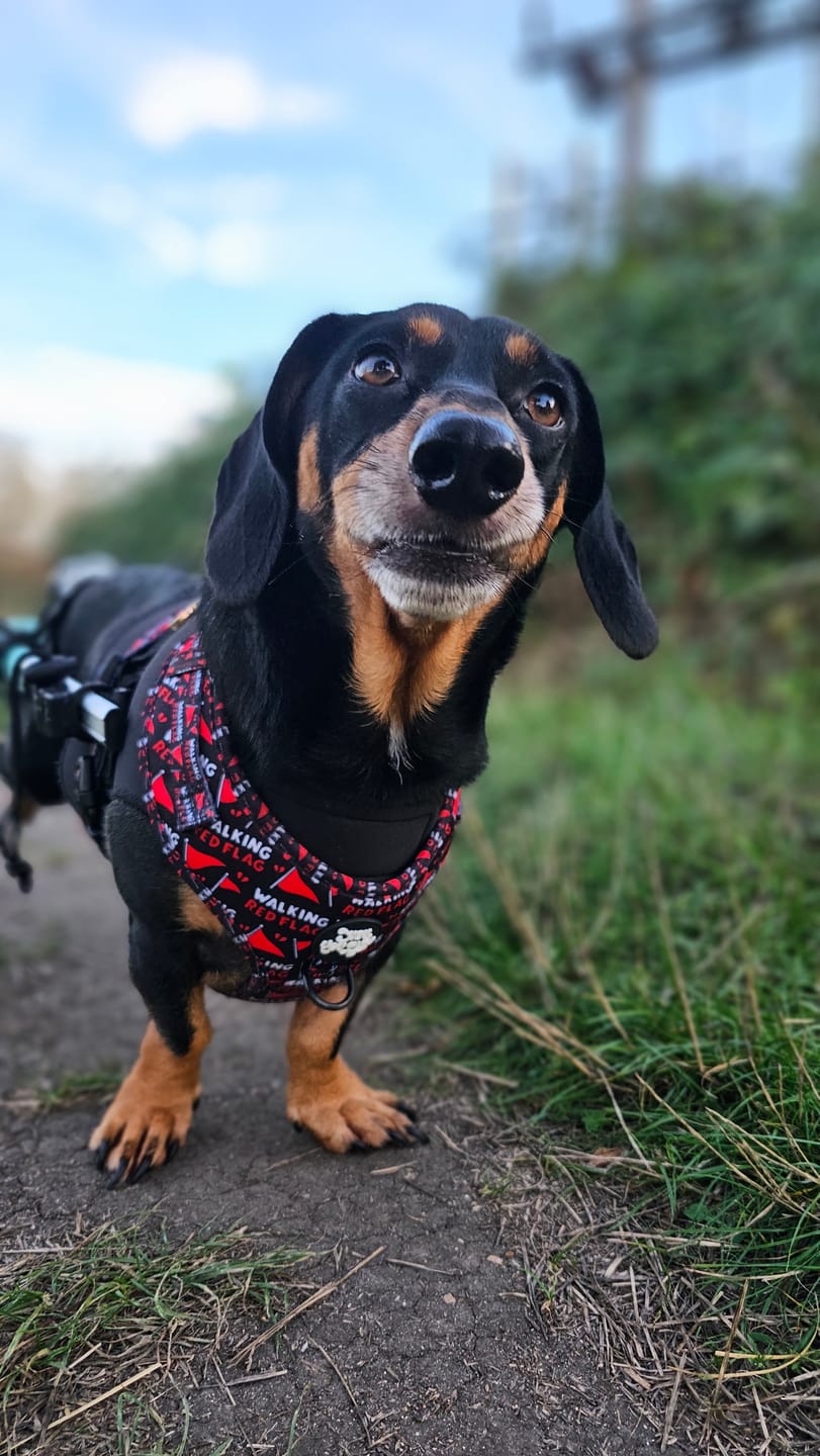 Customer photo review of Walking red flag harness - preorder