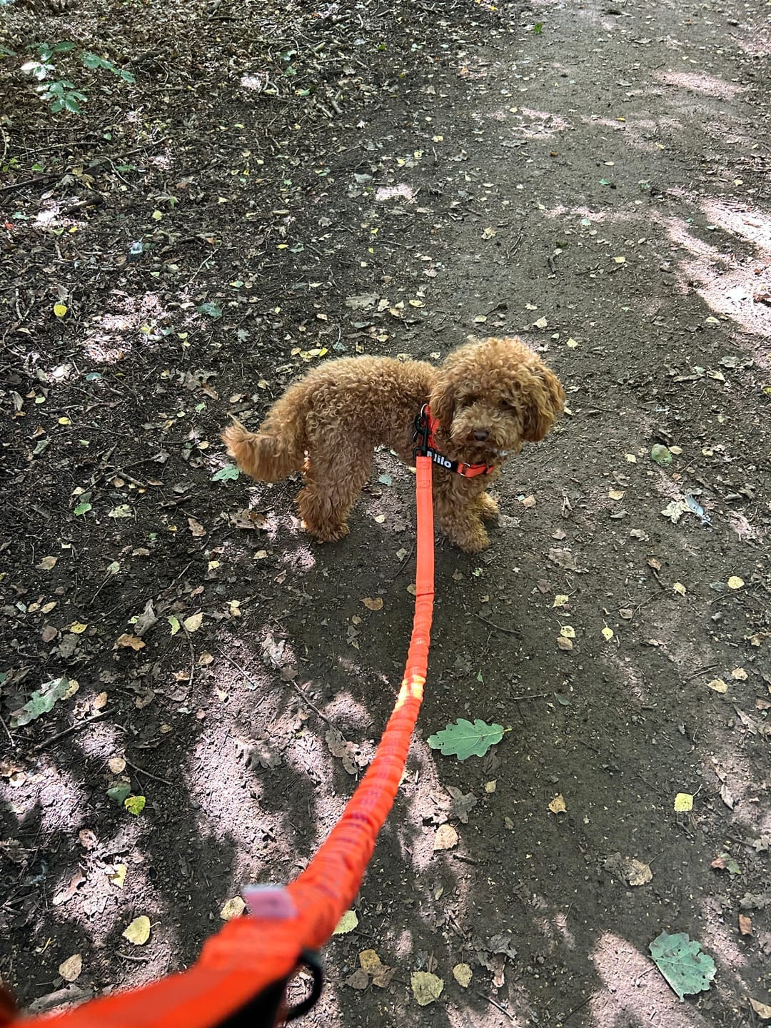 Customer photo review of HARNAIS ANTI-TRACTION POUR CHIEN