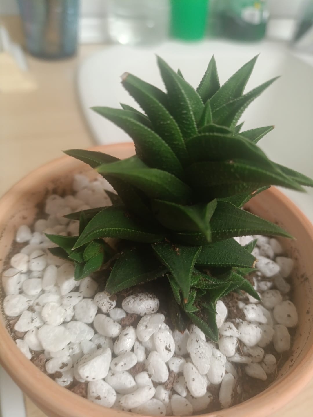 Customer photo review of Haworthia viscosa spiralis