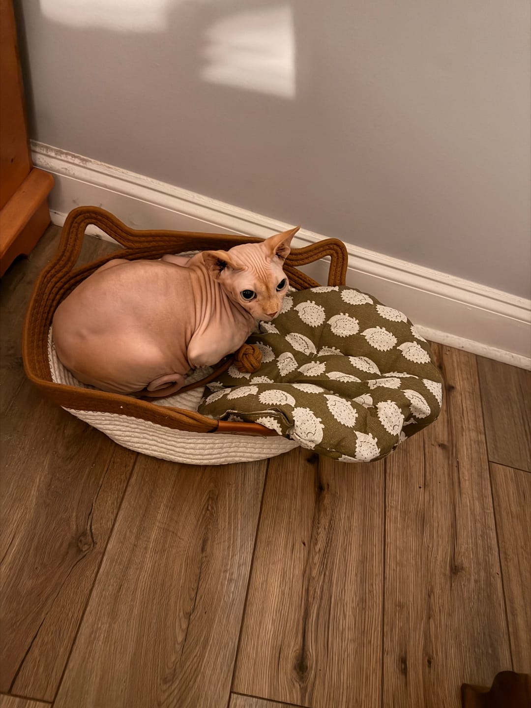 Customer photo review of Instinct Basket | Meet the first research-backed natural territory for indoor cats