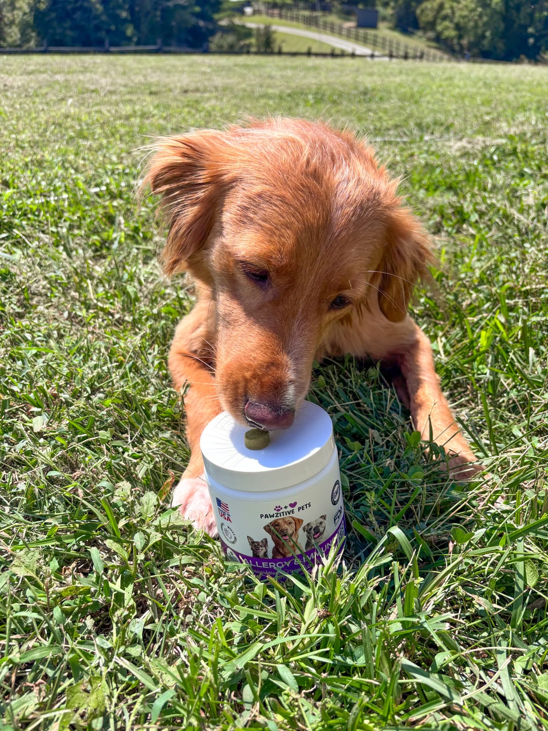 Customer photo review of Dog Allergy Chews for Itchy Skin, Paw Licking & Seasonal Allergies – Immune Support, 120 Soft Chews (Beef Flavor)