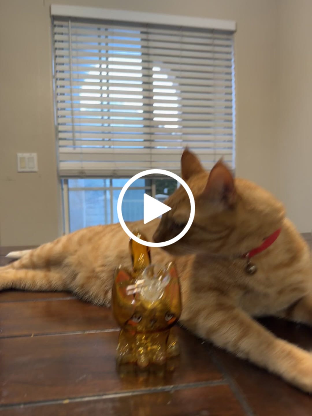 Customer video review of CANNACAT BONG