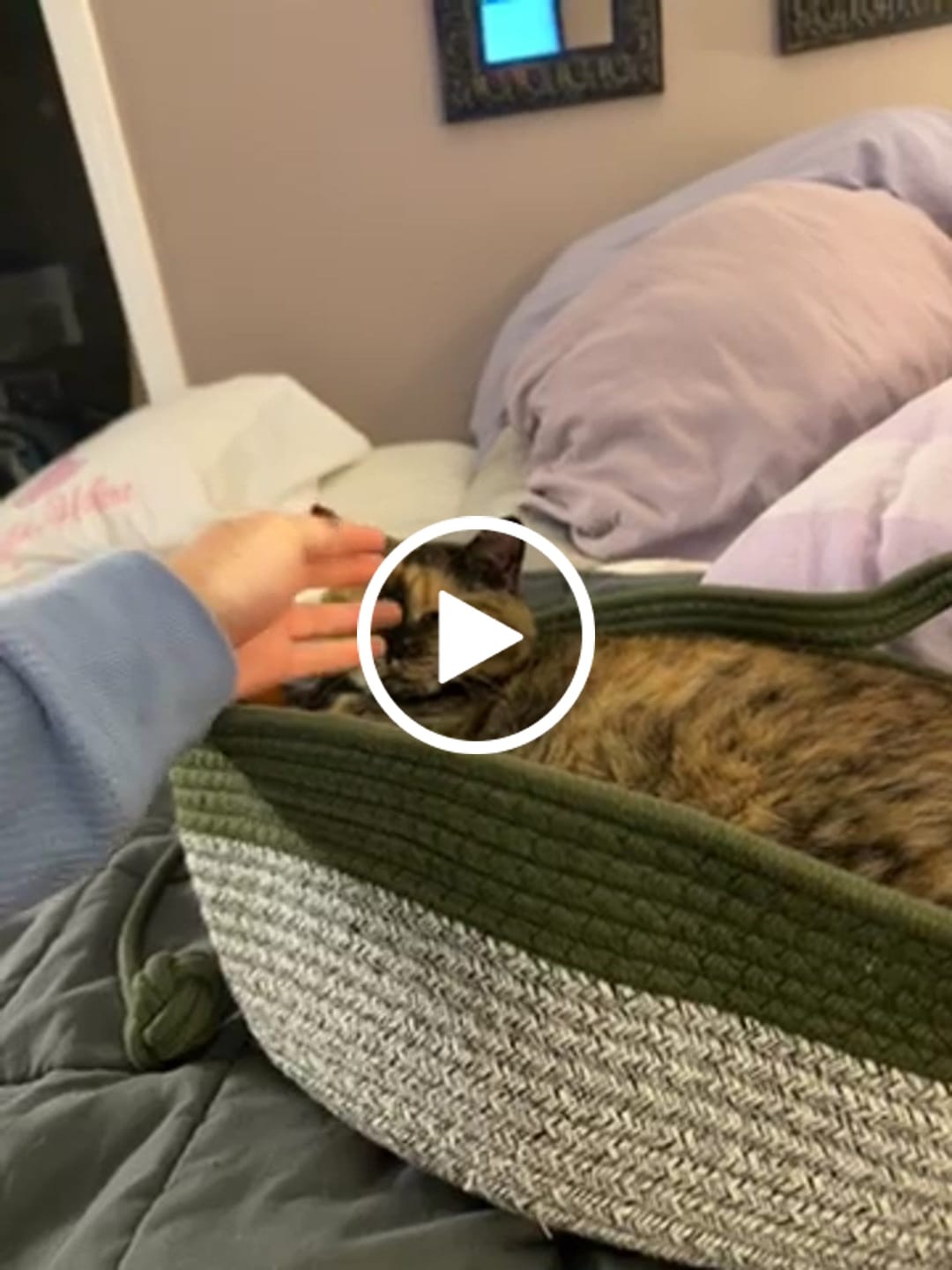 Customer video review of Instinct Basket | Meet the first research-backed natural territory for indoor cats