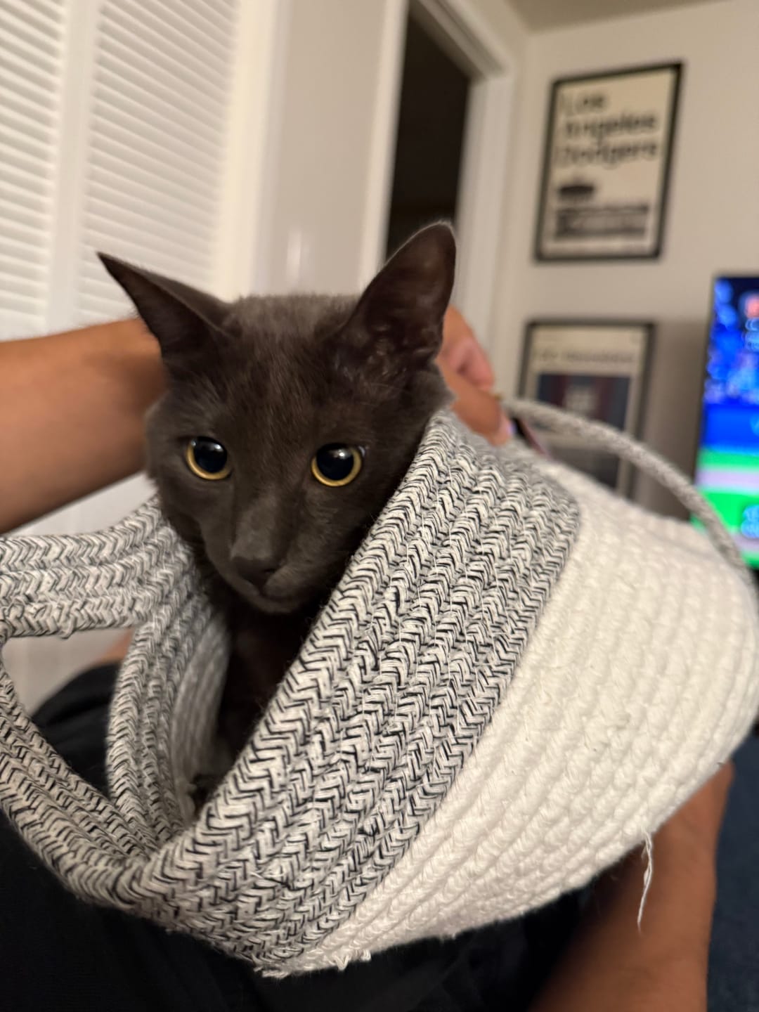 Customer photo review of Instinct Basket | Meet the first research-backed natural territory for indoor cats