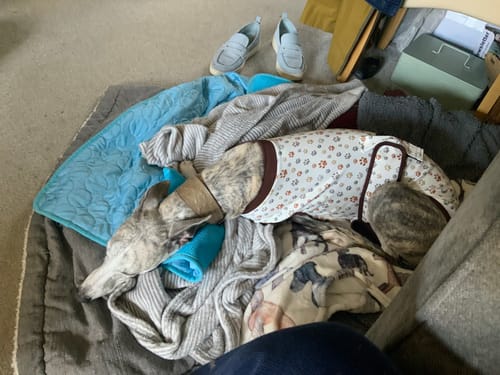 Customer photo review of Sighthound Surgery Recovery Suit / Coats