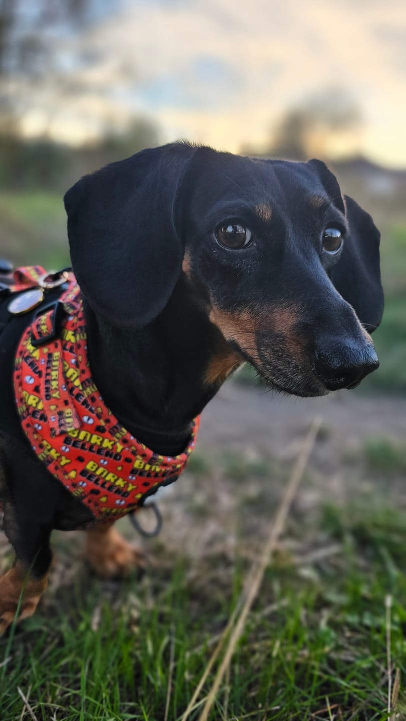 Customer photo review of Barky Bell*nd harness