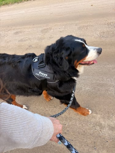 Customer's Dogshood No Pull Harness on a Bernese Mountain dog walking outdoors on a dirt path.