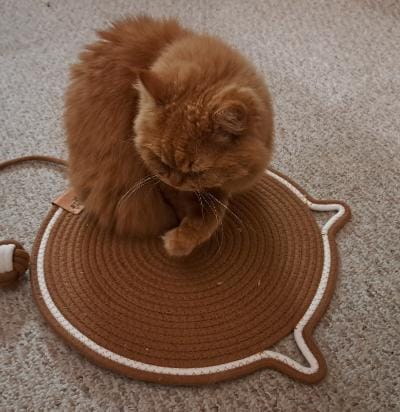 Customer photo review of Instinct Mat | The Scratching Mat Her Biology Actually Recognizes (NEW)
