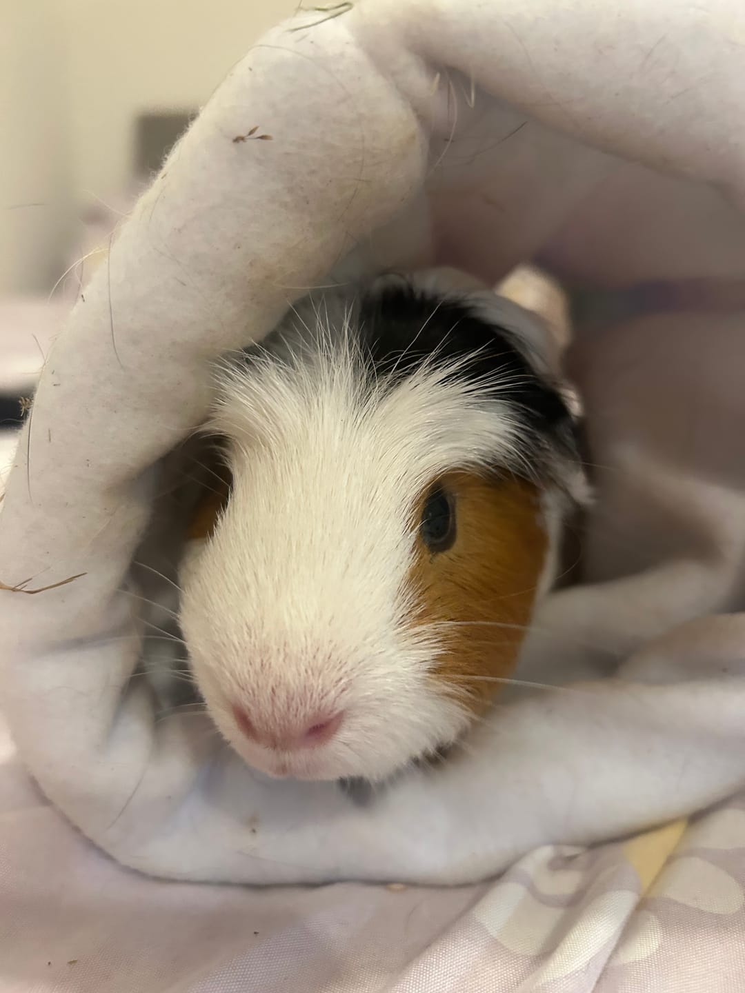 Customer photo review of Extra Soft Fleece Liner for Guinea Pigs | Velvet Gray