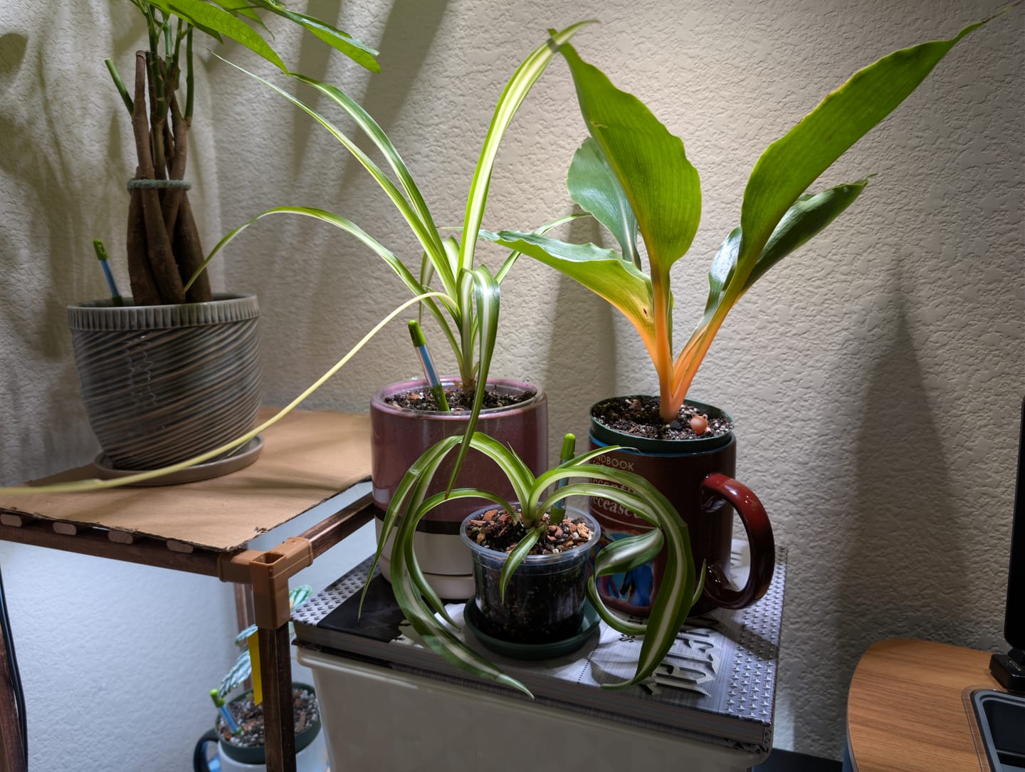 Customer photo review of Chlorophytum 'Fire Flash' 'Mandarin Orange'