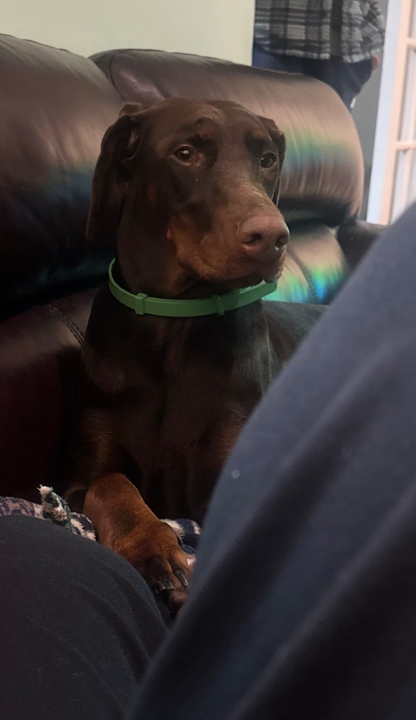 Customer photo review of FurLife™ - 8 Months All Natural Flea and Tick Collar for Dogs