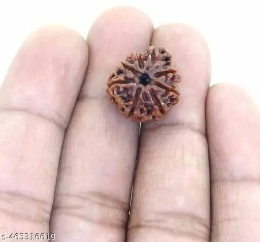 Customer photo review of Nepal Origin 8 Mukhi Rudraksha – 100% Natural & Certified