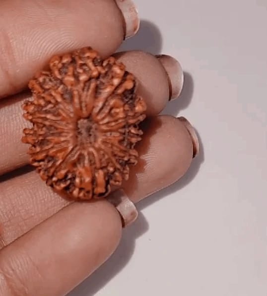 Customer photo review of Nepal Origin 12 Mukhi Rudraksha – 100% Natural & Certified