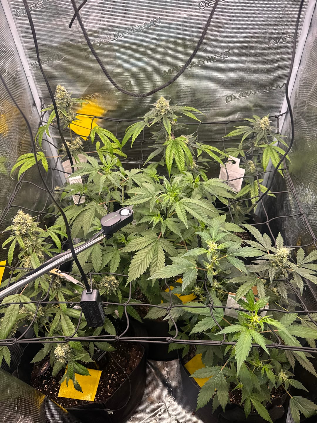 Customer photo review of Starter Kit