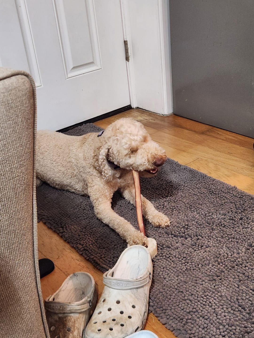 Customer photo review of 12 Inch Standard Bully Stick