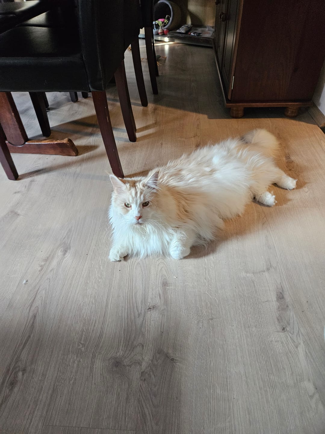 Customer photo review of Naturreines Katzenstreu