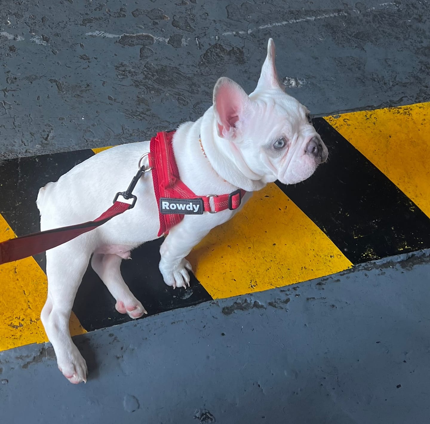 Customer photo review of HARNAIS ANTI-TRACTION POUR CHIEN