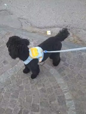 Customer photo review of Arnés-Mochila para perros
