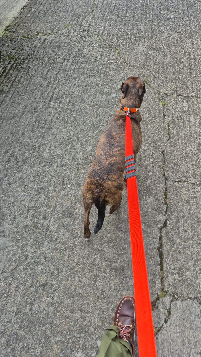Customer photo review of City Leash Traffic Grip