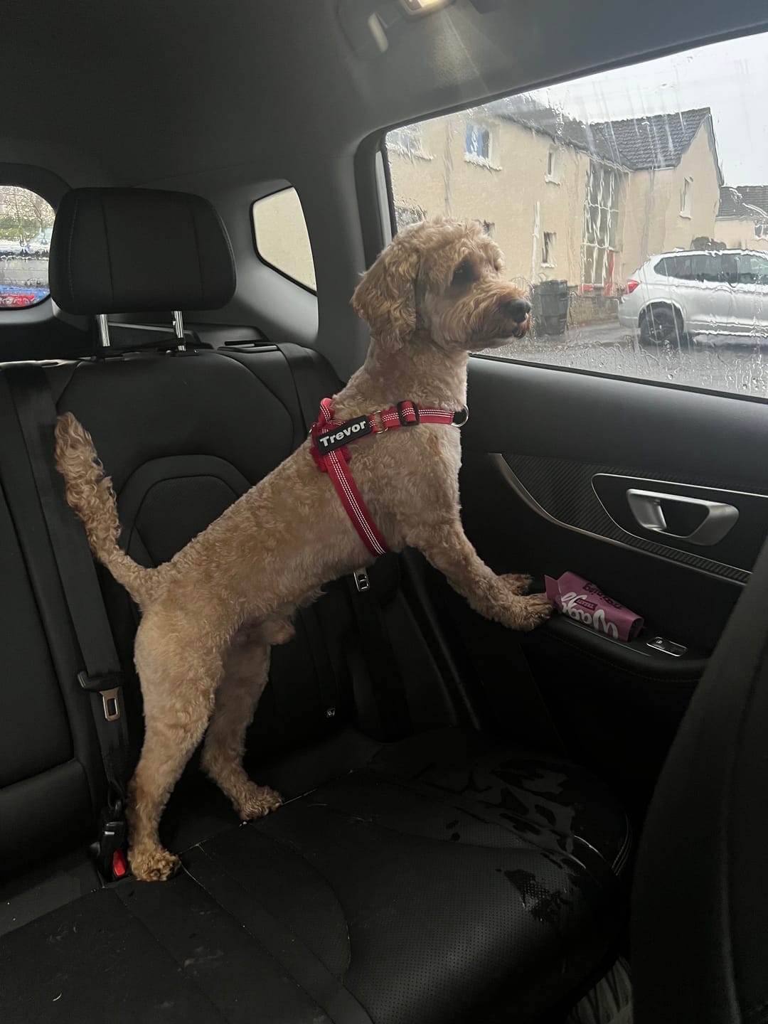 Customer photo review of HARNAIS ANTI-TRACTION POUR CHIEN