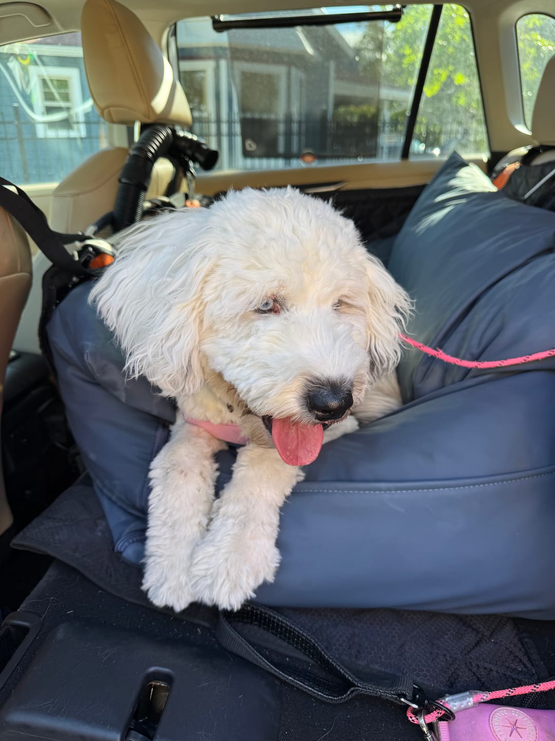 Customer photo review of Dog Dock V2 New With Latch Anchors