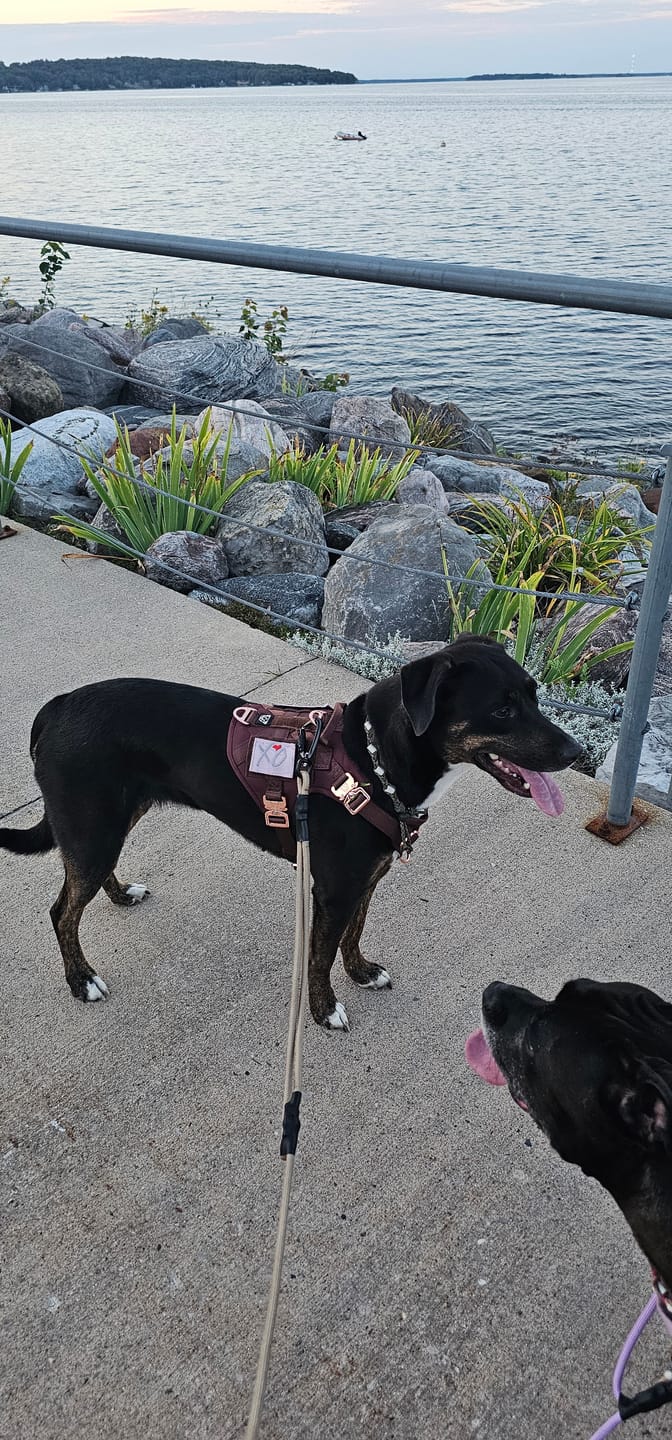Customer photo review of Trainer Dog Leash - Sofia