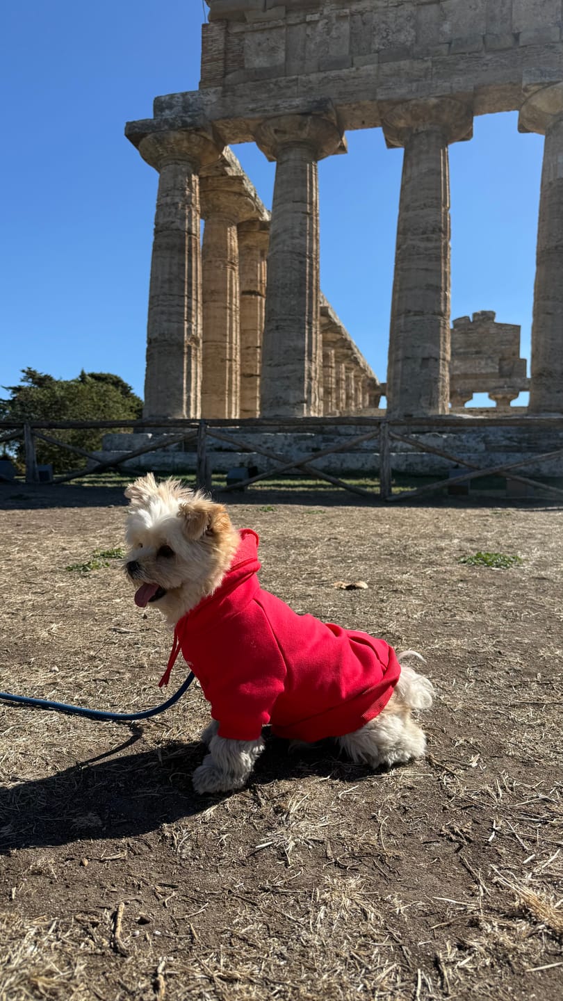 Customer photo review of Essential Dog Hoodie - Crimson Red