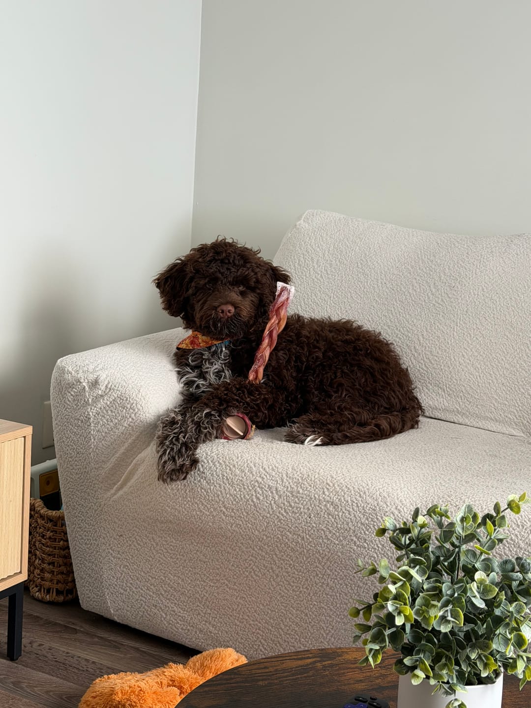 Customer photo review of 12 Inch Standard Braided Bully Stick