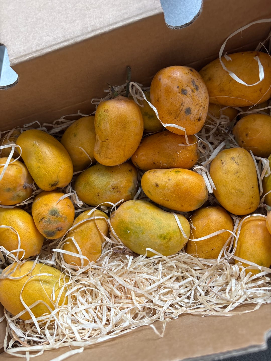 Customer photo review of Baby Zuckermangos Ataulfo Bio von Jaime Kennenlernpreis %