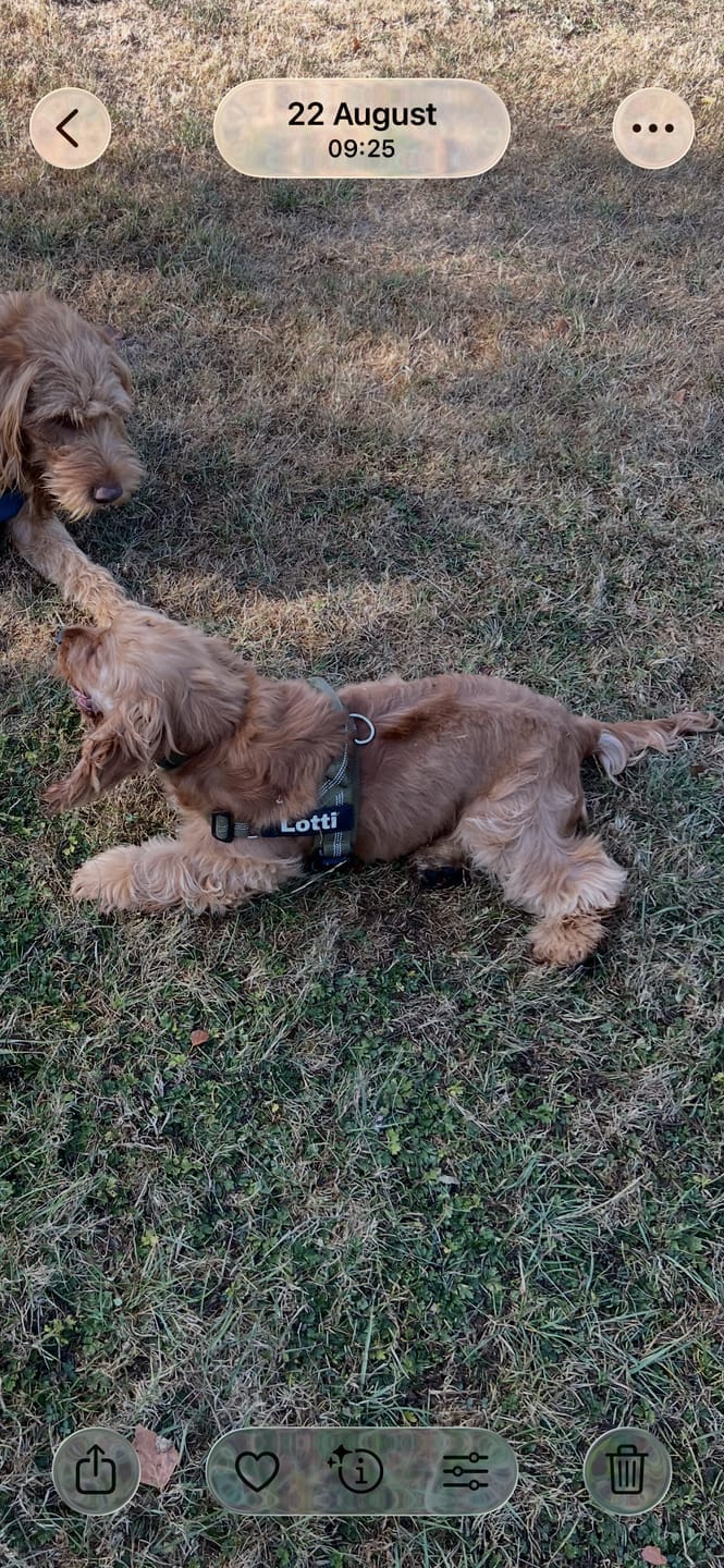 Customer photo review of HARNAIS ANTI-TRACTION POUR CHIEN