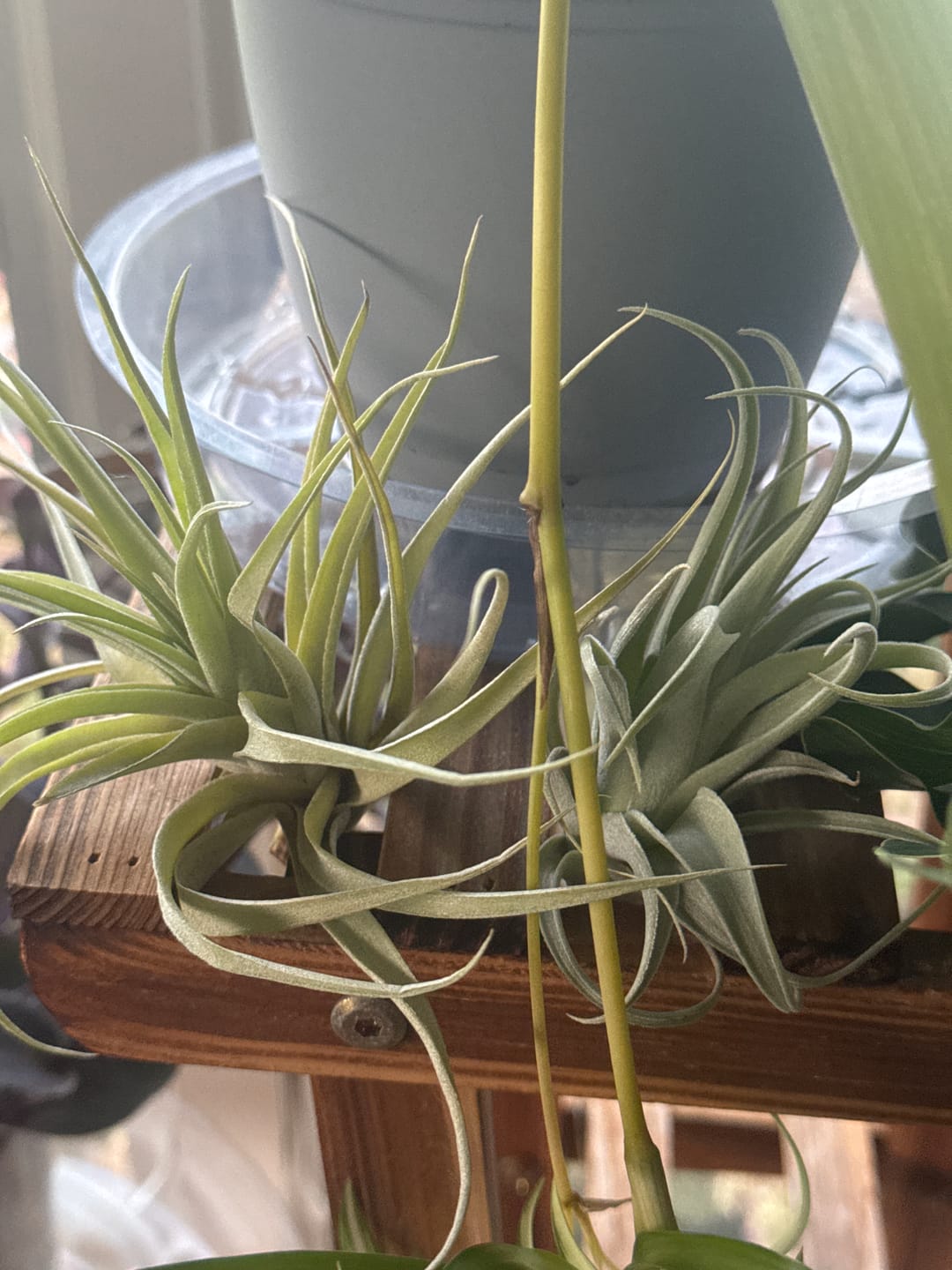 Customer photo review of Xerographica Thick Leaf Form  *Cannot Be Shipped Internationally*